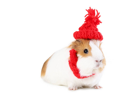 白底红帽子豚鼠