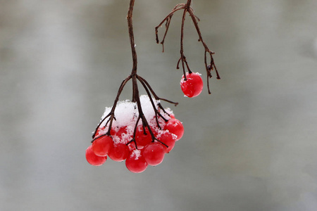 雪中的红色浆果