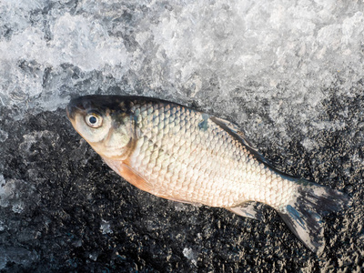刚在冬季自然背景下捕获的鱼。 冰冻的水。 抽象北极冰的质地。 冬季捕鱼海鲜鱼和健康食品。
