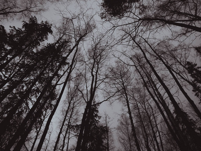 黑白照片的秋天天气，灰色的天空和裸露的树枝。 抑郁情绪图像处理。 深秋和初冬。 悲伤