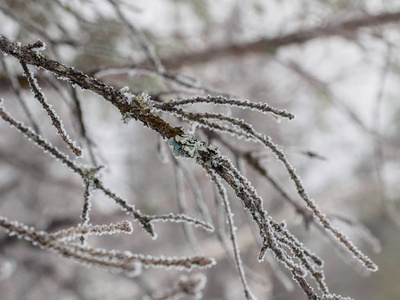 一棵树在冬天的第一次霜冻被雪覆盖。 树枝特写。 植物纹理的宏观拍摄。 深秋和初冬