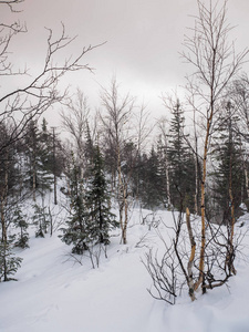 塔加奈自然公园的风雪冬季. 有孤独树木的山脉. 自然景观.照片