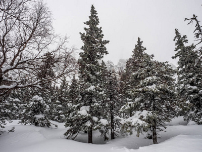 冬天雪山景观在山上很高。 降雪和能见度差。 恶劣的天气条件。 冬季生态旅游和积极生活方式