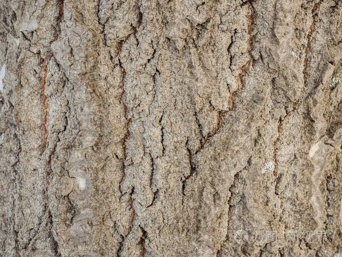 杨树皮木材纹理自然背景的宏观拍摄森林中的树木靠近