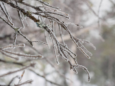 一棵树在冬天的第一次霜冻被雪覆盖。 树枝特写。 植物纹理的宏观拍摄。 深秋和初冬