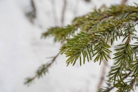 一棵树在冬天的第一次霜冻被雪覆盖。 树枝特写。 植物纹理的宏观拍摄。 圣诞树树枝。 冷杉和松针，边缘有海霜。