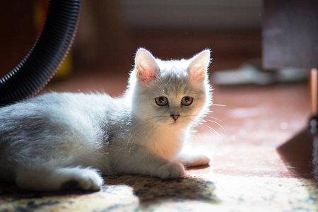 毛茸茸的白色小猫。 可爱可爱美丽的小猫特写。 英国猫。 小猫在房子的自然环境中。