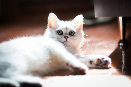 毛茸茸的白色小猫。 可爱可爱美丽的小猫特写。 英国猫。 小猫在房子的自然环境中。