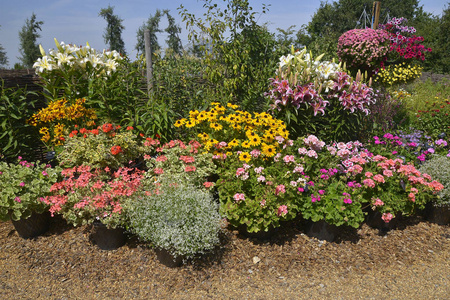 色彩鲜艳的花卉边界与混合种植，包括，，天竺葵，，，，，