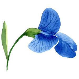蓝色甜豌豆花.孤立的甜豌豆插图元素.在白色背景上设置的水彩插图照片