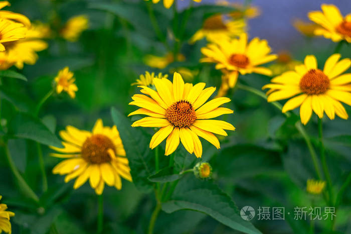 美丽的黄花的特写照片。
