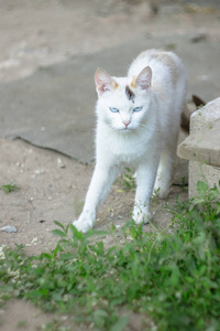 蓝眼睛的农村白猫。