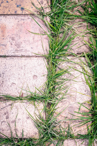绿草冲破了地面上的砖块。