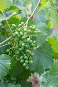 一串绿色的未成熟的葡萄生长在葡萄藤上。