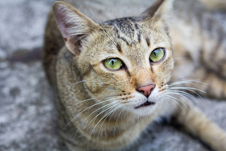 泰国猫昏昏欲睡。 抽象的暹罗猫坐在水泥地板上。 猫坐在白色的地板上。