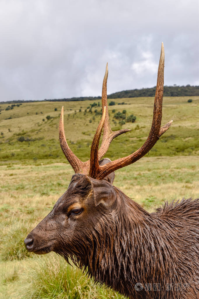 斯里兰卡霍顿平原国家公园的deers