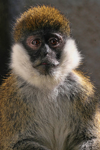 黑尔山是一种罕见的猴子