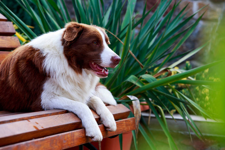 狗边界牧羊犬躺在长凳上的花园里