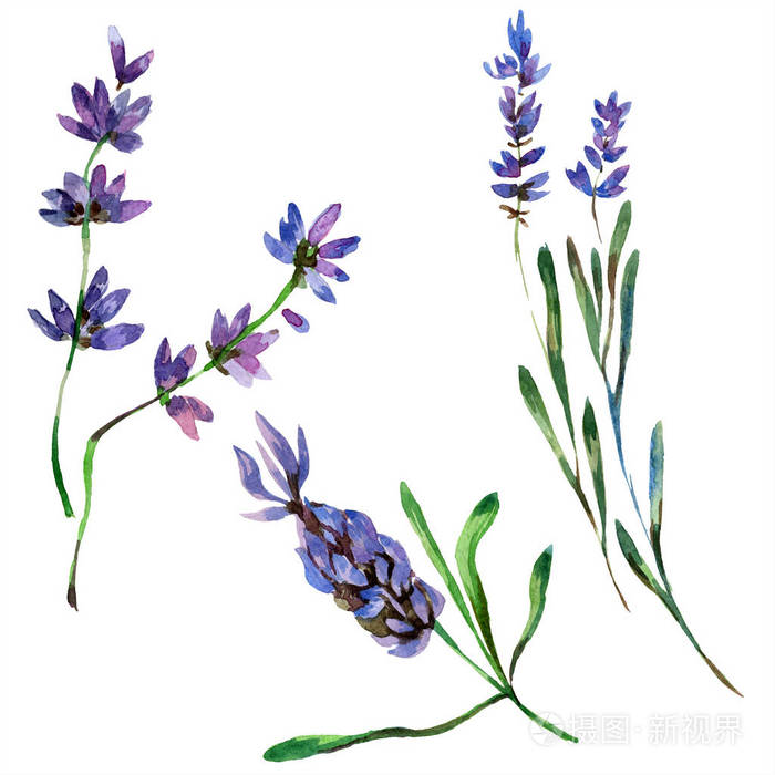 美丽的紫色薰衣草花隔在白色上. 水彩背景插图.