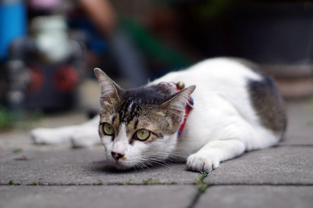 在泰国闭目养猫拍照图片