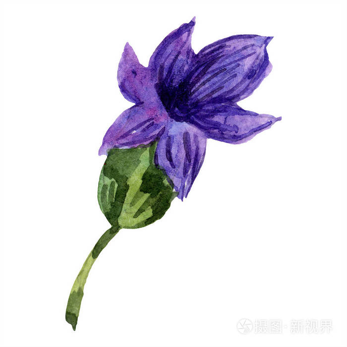 美丽的紫色薰衣草花隔在白色上 水彩背景插图 水彩画时尚服装隔离薰衣草插图元素 照片 正版商用图片15fnir 摄图新视界