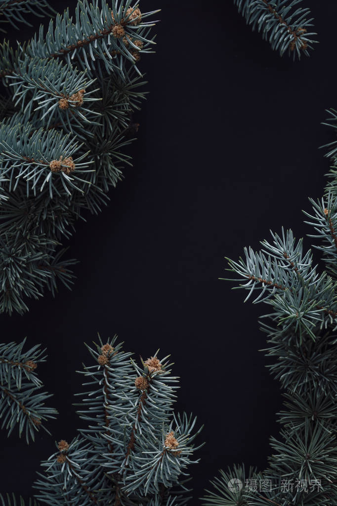 创意布局冷杉树枝在黑暗背景圣诞节冬季自然概念