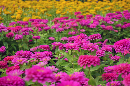 在花园里合上菊花