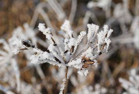 冬天覆盖着海霜和雪的地面长者的近照