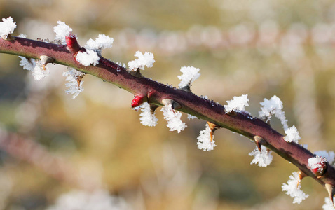 一株带霜和雪晶的带刺野生玫瑰花丛的近照
