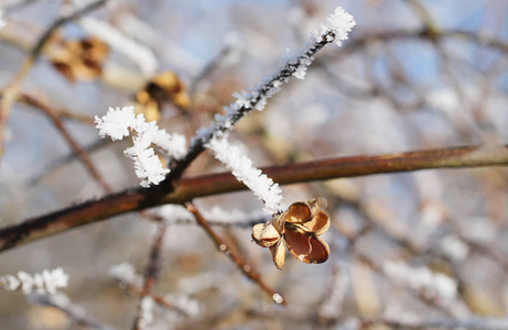普通纺锤体EuonymusEuropaeus与霜雪的近照