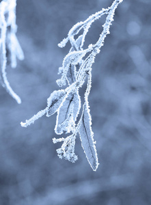 冬季用蓝调覆盖霜雪的石灰树种子近照