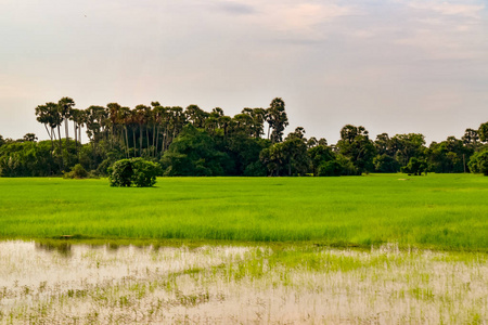 斯里兰卡美丽的风景图片