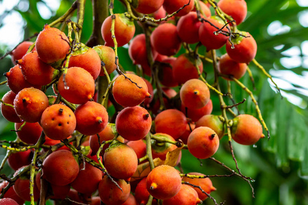 橙果贝瑟棕榈槟榔上的一个分支，密切的油漆来源，组织，鲜艳的植物