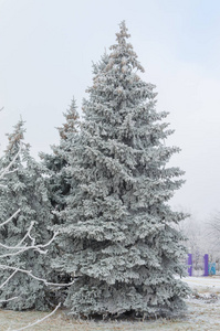 这棵覆盖着雪的圣诞树在这片覆盖着雪的场景的深蓝色色调中显得格外明亮。