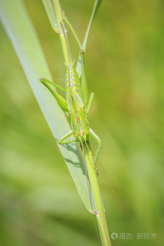 雌性大绿灌木蟋蟀的宏观特写与产卵器