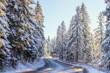路边积雪覆盖的松树.旅游或交通背景.冬季风景背景带路.照片
