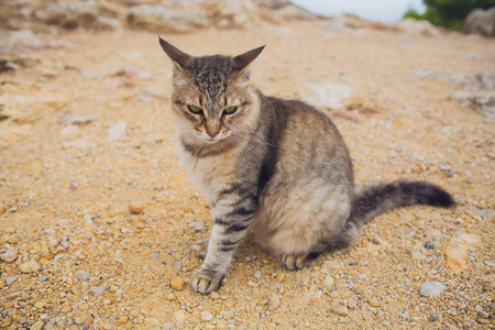 坐在岩石上的欧洲野猫费利斯银质