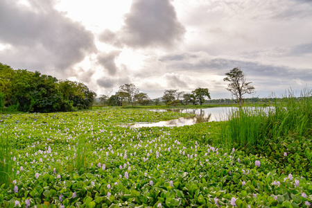 斯里兰卡美丽的风景图片图片