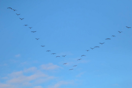 一群候鸟在蓝天上飞翔.起重机在v形形成时迁移和飞行.