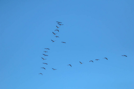 一群候鸟在蓝天上飞翔.起重机在v形形成时迁移和飞行.