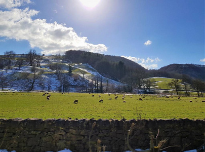 一个寒冷的下午，阳光明媚，美丽的羊在吃草