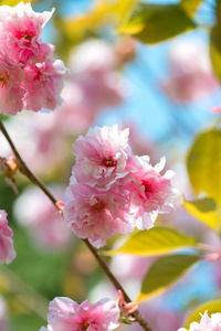 美丽的樱花，粉红色的樱花在自然背景选择焦点，垂直方向