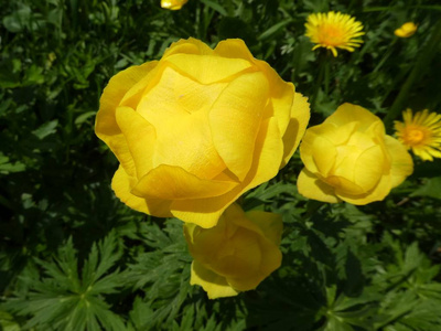 意大利山区黄色花朵的地球仪