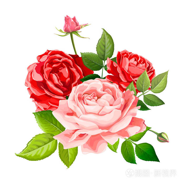 可爱的玫瑰花朵