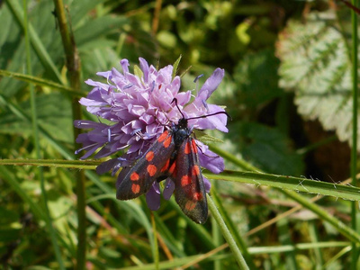 意大利山脉中的黑红色飞蛾摄影图