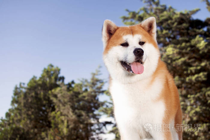 大自然中可爱的日本秋田犬的动物肖像。