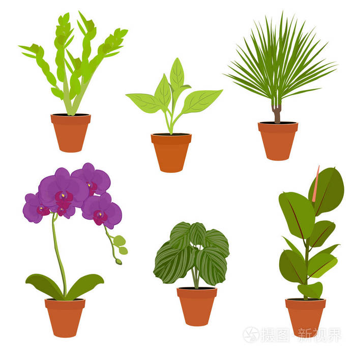 各种盆栽植物 花园盆栽植物 矢量设置盆栽植物 鲜花盛开插画 正版商用图片15fw44 摄图新视界 各种盆栽植物 花园盆栽植物 矢量设置盆栽植物 鲜花盛开插画 正版商用图片15fw44 摄图新视界