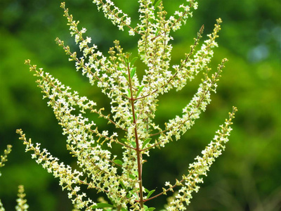 大豆花图片 大豆花素材 大豆花插画 摄图新视界