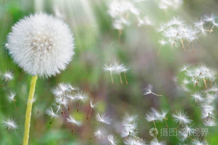 蒲公英的种子在阳光下拂过一片清新的绿色晨曦