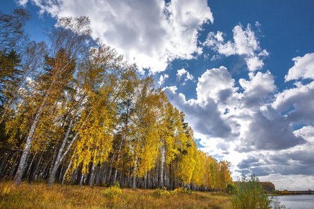 秋天的桦树林。 苏尊区新西伯利亚地区西西伯利亚俄罗斯
